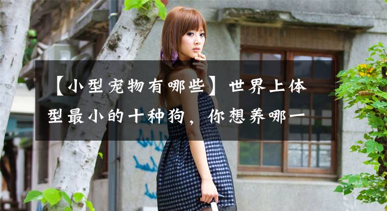 【小型宠物有哪些】世界上体型最小的十种狗,你想养哪一个?