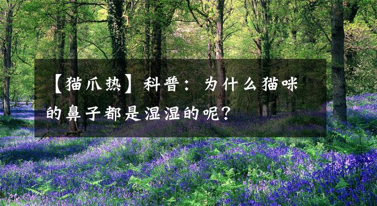 【猫爪热】科普：为什么猫咪的鼻子都是湿湿的呢？