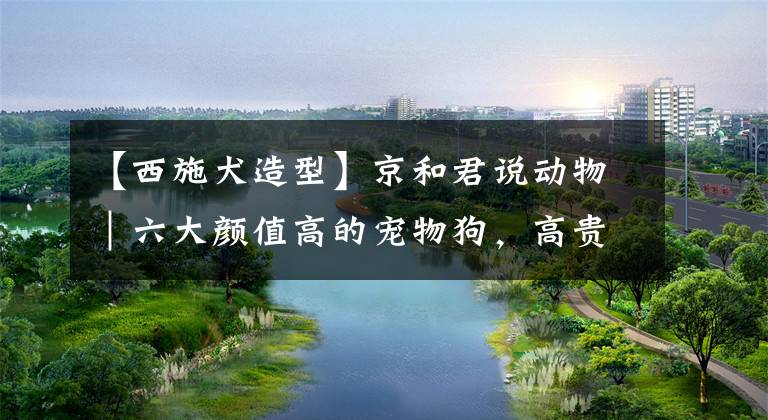 【西施犬造型】京和君说动物｜六大颜值高的宠物狗，高贵、可爱有气质