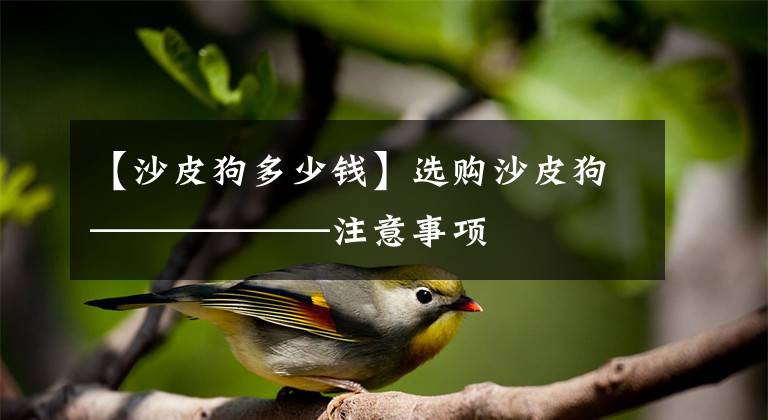 【沙皮狗多少钱】选购沙皮狗——————注意事项