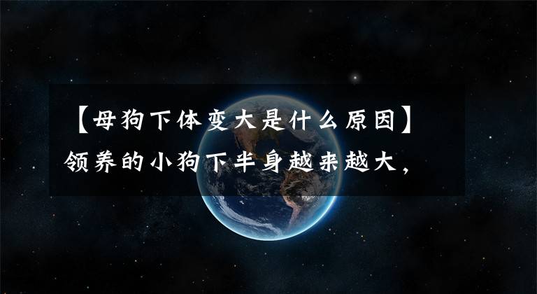 【母狗下体变大是什么原因】领养的小狗下半身越来越大,医生出的价格真的负担不起!