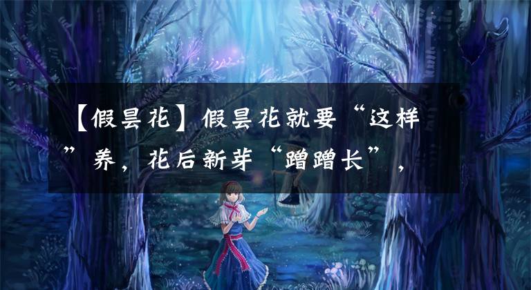 【假昙花】假昙花就要“这样”养，花后新芽“蹭蹭长”，再到“花期”又爆盆