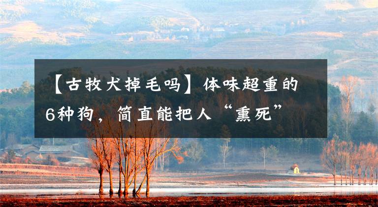 【古牧犬掉毛吗】体味超重的6种狗，简直能把人“熏死”