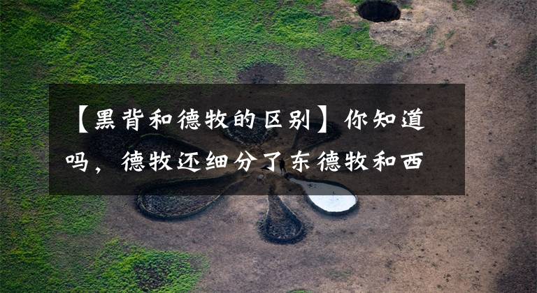 【黑背和德牧的区别】你知道吗，德牧还细分了东德牧和西德牧