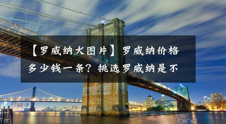 【罗威纳犬图片】罗威纳价格多少钱一条？挑选罗威纳是不是纯种的技巧？