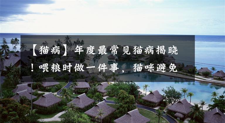 【猫病】年度最常见猫病揭晓！喂粮时做一件事，猫咪避免生病又省钱