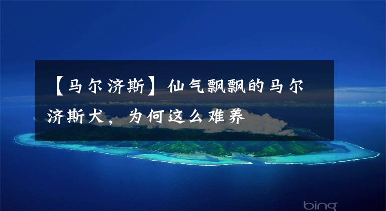 【马尔济斯】仙气飘飘的马尔济斯犬,为何这么难养
