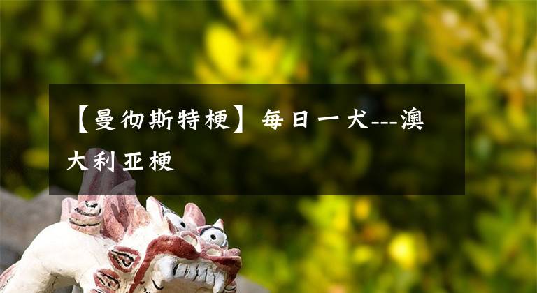 【曼彻斯特梗】每日一犬---澳大利亚梗