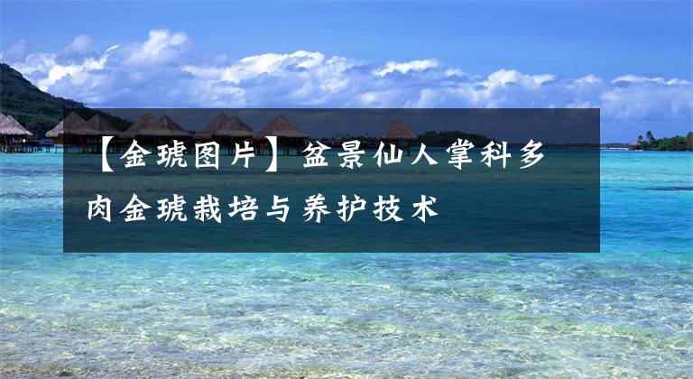 【金琥图片】盆景仙人掌科多肉金琥栽培与养护技术