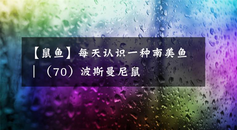 【鼠鱼】每天认识一种南美鱼｜（70）波斯曼尼鼠