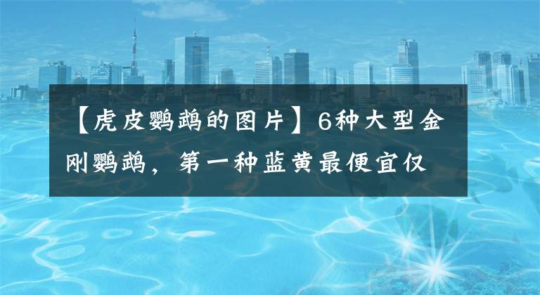 【虎皮鹦鹉的图片】6种大型金刚鹦鹉，第一种蓝黄最便宜仅万元，放开饲养人人都想养