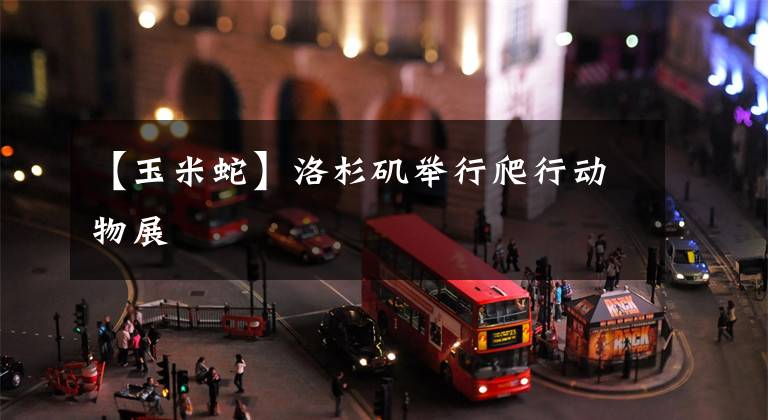 【玉米蛇】洛杉矶举行爬行动物展