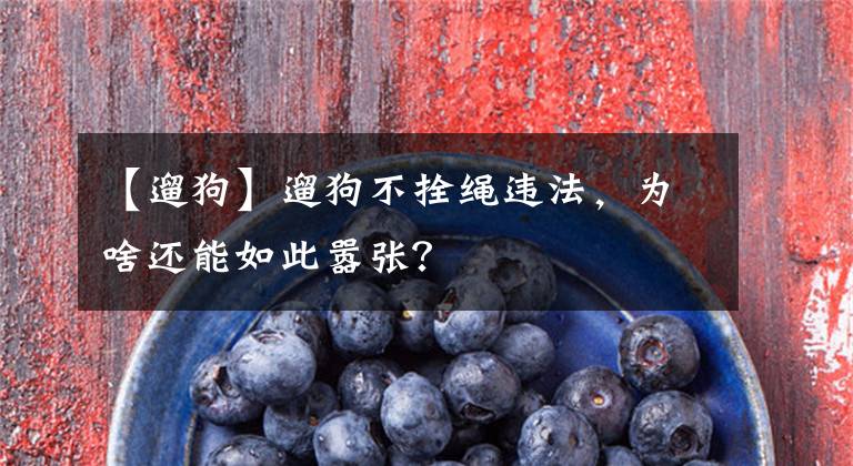 【遛狗】遛狗不拴绳违法，为啥还能如此嚣张？