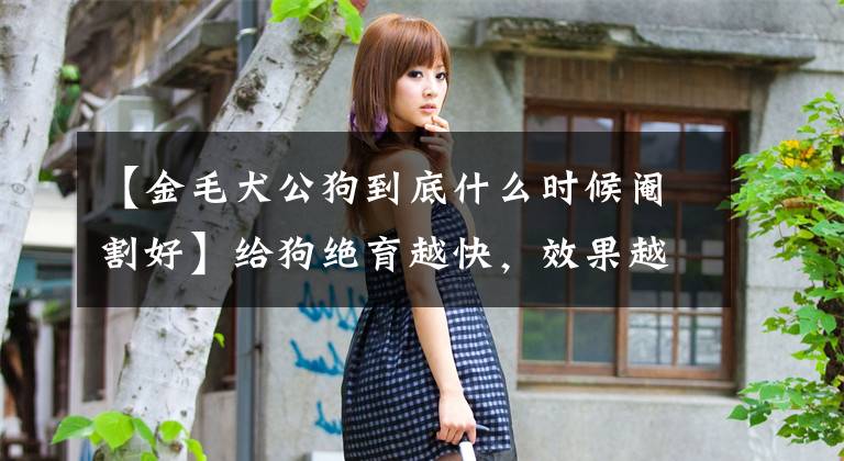 【金毛犬公狗到底什么时候阉割好】给狗绝育越快,效果越好!最好在性爱成熟之前做!