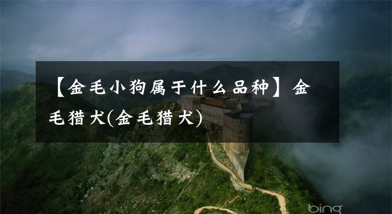 【金毛小狗属于什么品种】金毛猎犬(金毛猎犬)
