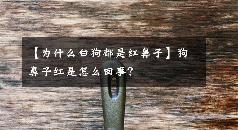 【为什么白狗都是红鼻子】狗鼻子红是怎么回事?