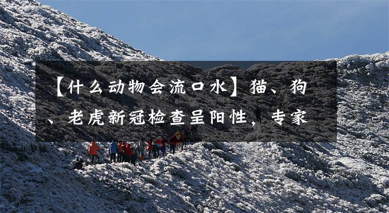 【什么动物会流口水】猫、狗、老虎新冠检查呈阳性,专家称没有证据的动物会传染给人。