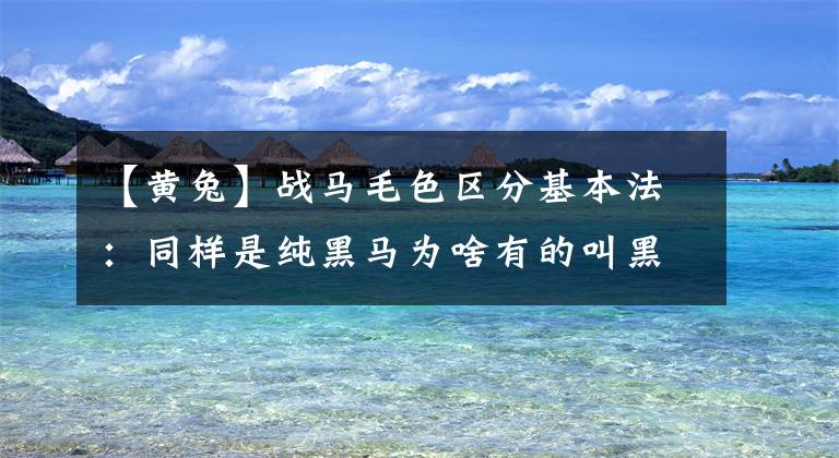 【黄兔】战马毛色区分基本法：同样是纯黑马为啥有的叫黑骊有的叫黑骝？