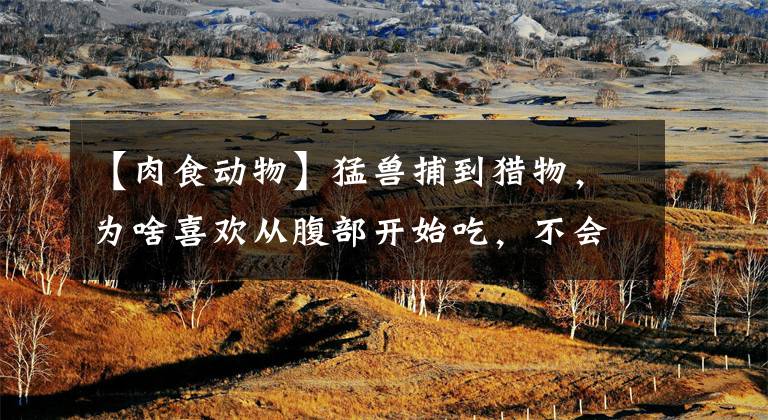 【肉食动物】猛兽捕到猎物，为啥喜欢从腹部开始吃，不会吃到肠子里的屎吗？