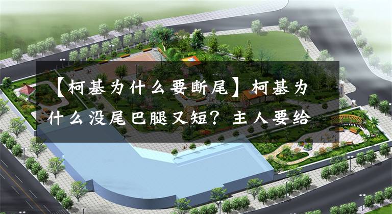 【柯基为什么要断尾】柯基为什么没尾巴腿又短？主人要给狗狗断尾？其实不断尾也狠可爱