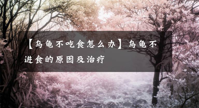 【乌龟不吃食怎么办】乌龟不进食的原因及治疗