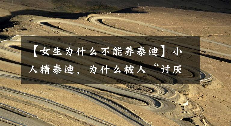 【女生为什么不能养泰迪】小人精泰迪,为什么被人“讨厌并弃养”,细数它的四宗罪