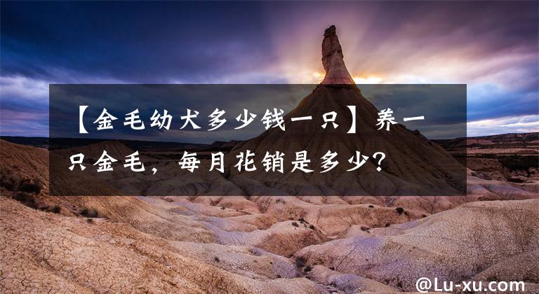 【金毛幼犬多少钱一只】养一只金毛,每月花销是多少?