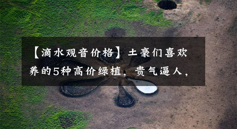 【滴水观音价格】土豪们喜欢养的5种高价绿植,贵气逼人,养一盆高雅又大气