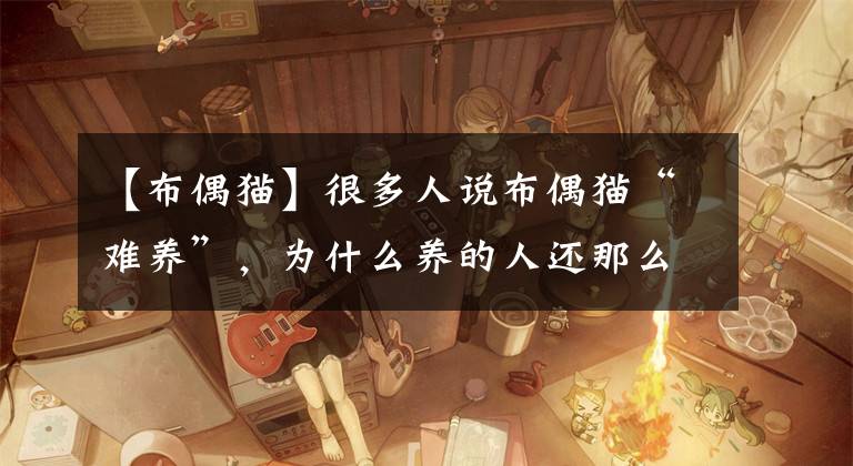 【布偶猫】很多人说布偶猫“难养”,为什么养的人还那么多?