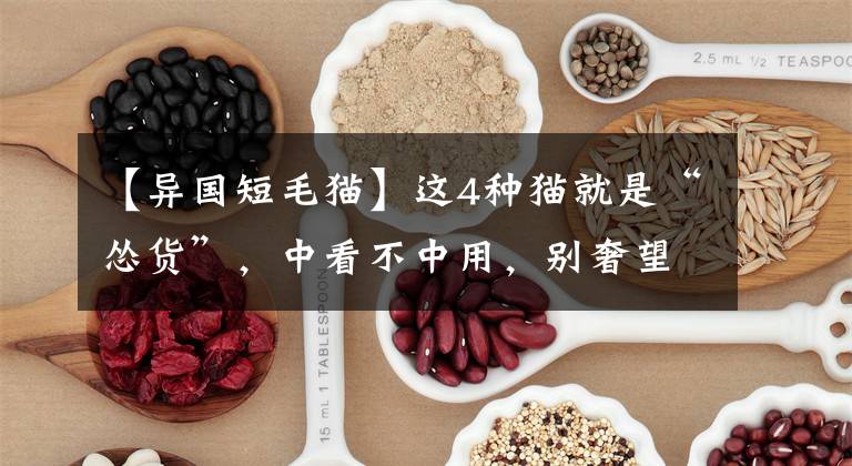 【异国短毛猫】这4种猫就是“怂货”,中看不中用,别奢望它会保护你