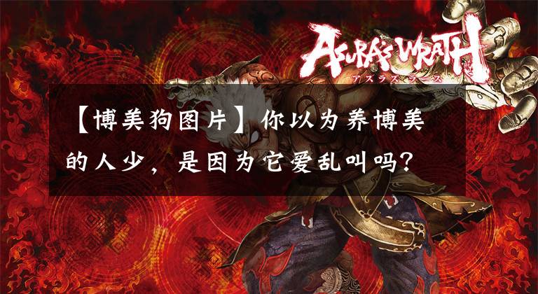 【博美狗图片】你以为养博美的人少，是因为它爱乱叫吗？那你就错了