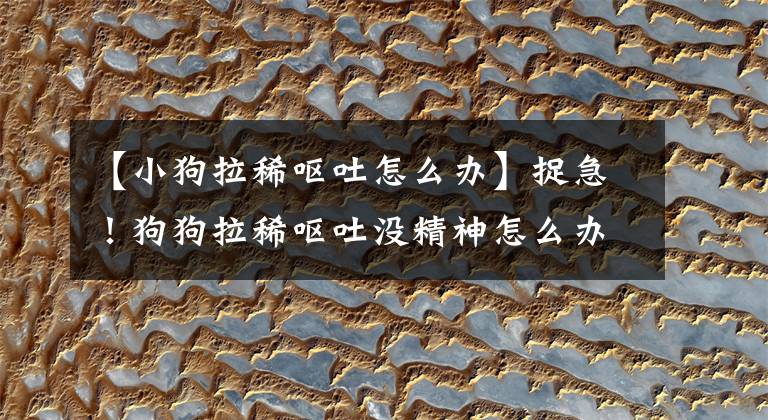 【小狗拉稀呕吐怎么办】捉急!狗狗拉稀呕吐没精神怎么办 狗子又吐又泻啥情况?