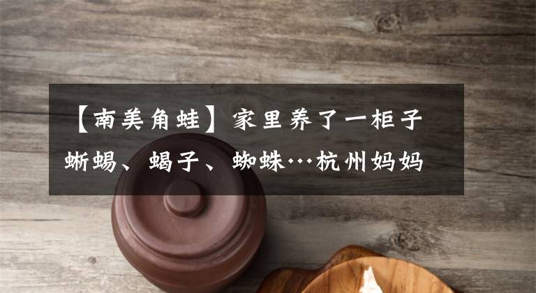 【南美角蛙】家里养了一柜子蜥蜴、蝎子、蜘蛛…杭州妈妈给娃打造“动物王国”！网友：绝了