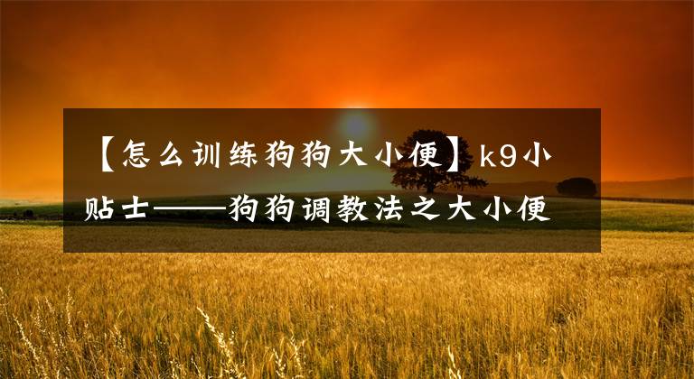 【怎么训练狗狗大小便】k9小贴士——狗狗调教法之大小便的训练