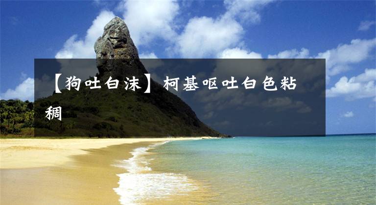 【狗吐白沫】柯基呕吐白色粘稠