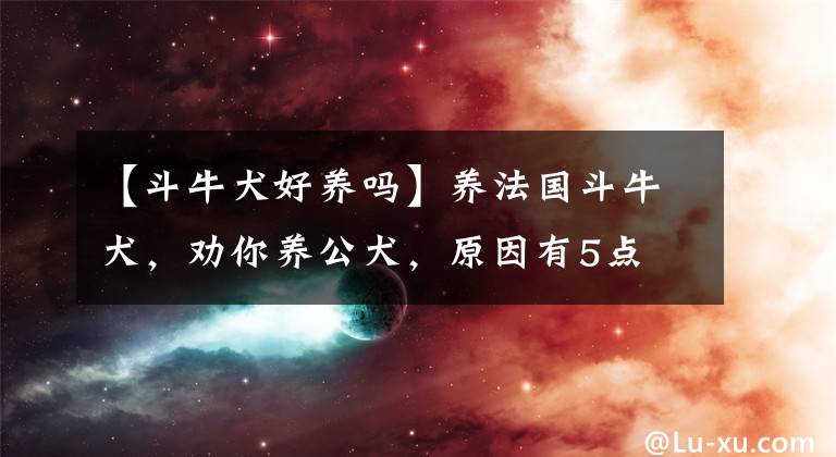 【斗牛犬好养吗】养法国斗牛犬，劝你养公犬，原因有5点