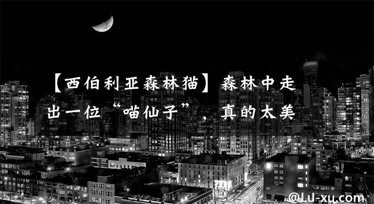 【西伯利亚森林猫】森林中走出一位“喵仙子”，真的太美了！