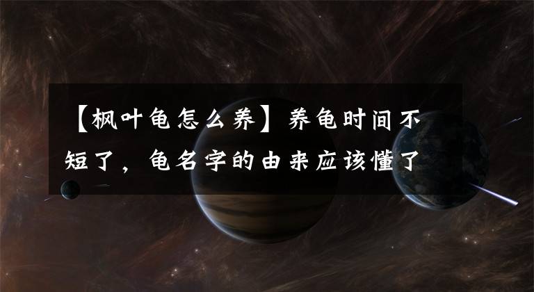 【枫叶龟怎么养】养龟时间不短了，龟名字的由来应该懂了吧？