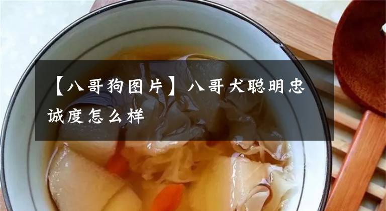 【八哥狗图片】八哥犬聪明忠诚度怎么样