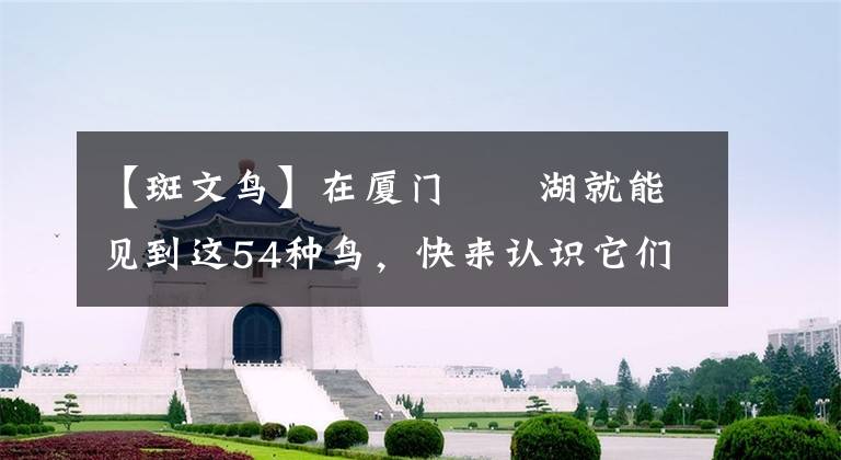 【斑文鸟】在厦门筼筜湖就能见到这54种鸟,快来认识它们吧