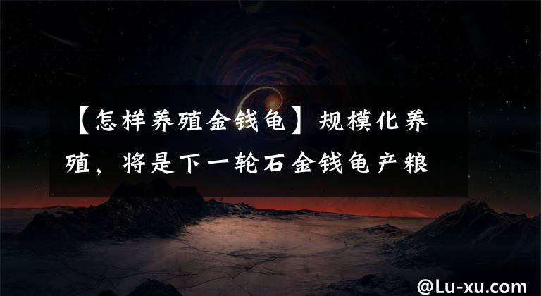 【怎样养殖金钱龟】规模化养殖,将是下一轮石金钱龟产粮的主要方式?