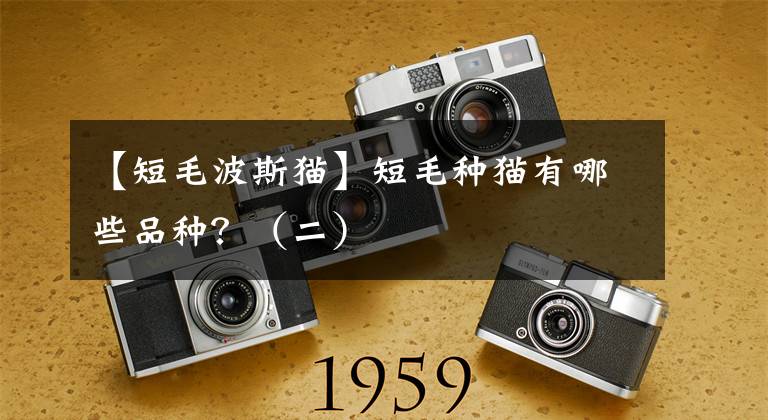 【短毛波斯猫】短毛种猫有哪些品种?(二)
