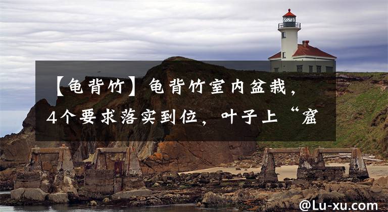 【龟背竹】龟背竹室内盆栽，4个要求落实到位，叶子上“窟窿”遍地开