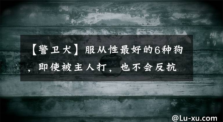 【警卫犬】服从性最好的6种狗，即使被主人打，也不会反抗