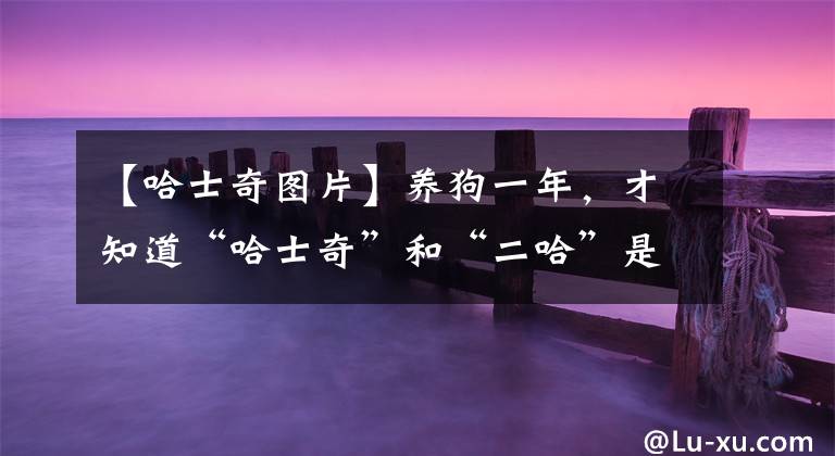 【哈士奇图片】养狗一年,才知道“哈士奇”和“二哈”是有区别的