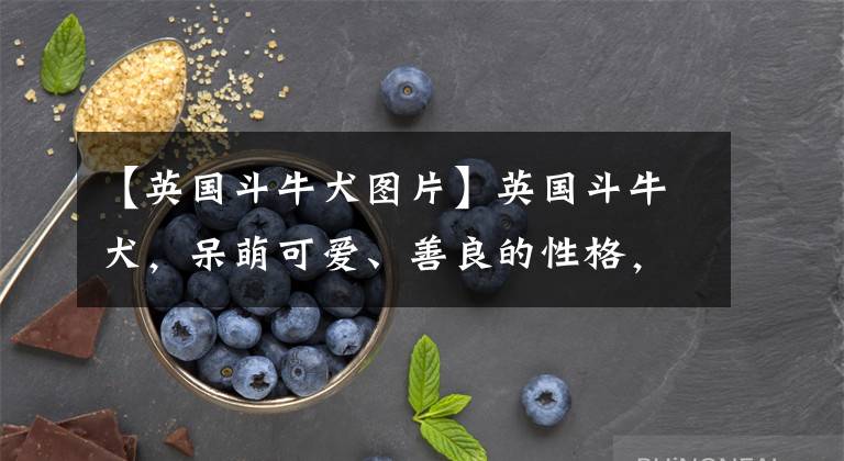 【英国斗牛犬图片】英国斗牛犬,呆萌可爱、善良的性格,深受人们喜欢