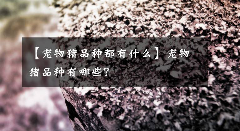 【宠物猪品种都有什么】宠物猪品种有哪些？