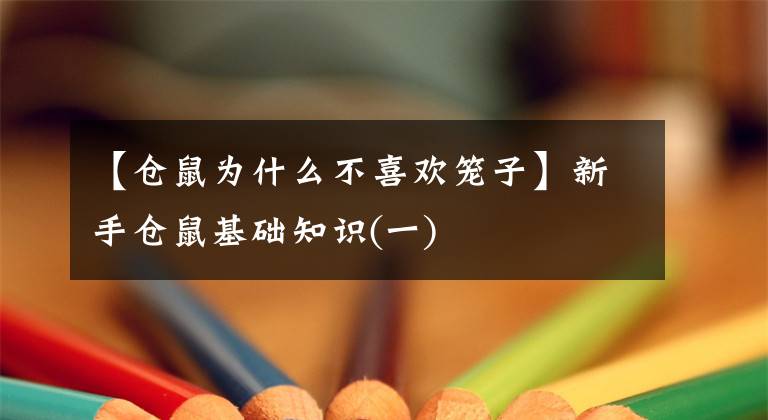 【仓鼠为什么不喜欢笼子】新手仓鼠基础知识(一)