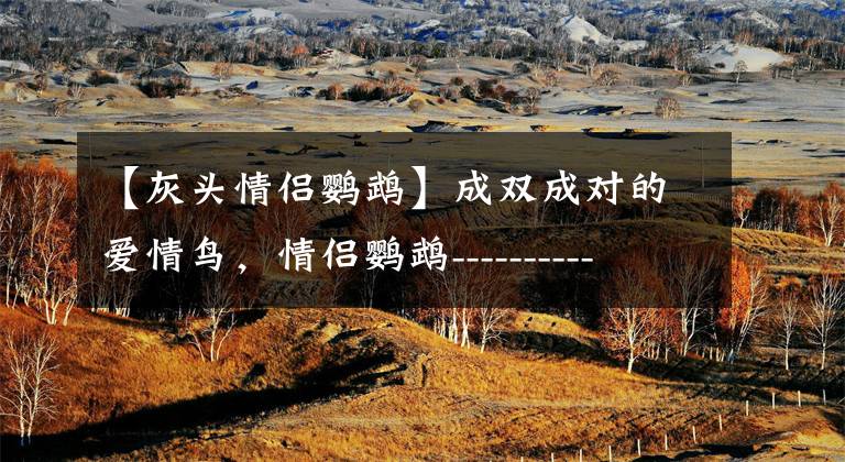 【灰头情侣鹦鹉】成双成对的爱情鸟，情侣鹦鹉----------牡丹鹦鹉