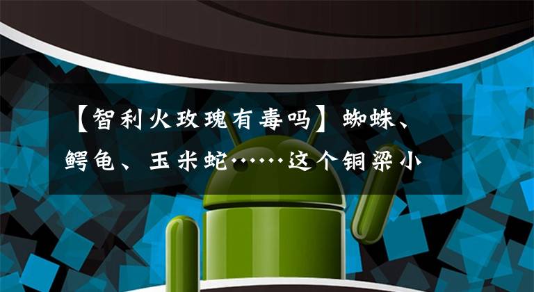 【智利火玫瑰有毒吗】蜘蛛、鳄龟、玉米蛇……这个铜梁小伙，家有“毒宠”